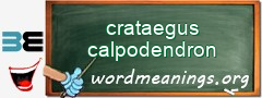 WordMeaning blackboard for crataegus calpodendron